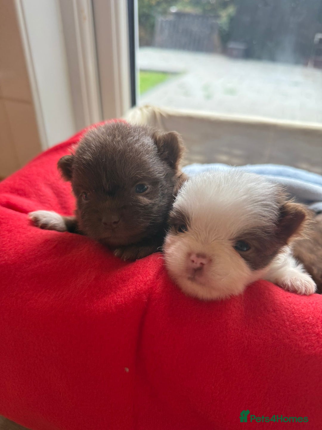 Pomeranian dogs for sale: POMERANIAN FEMALE KENNEL CLUB REGISTERED 🧸 FACES - Advert 7