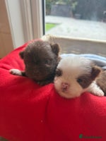 Pomeranian dogs - Advert 1