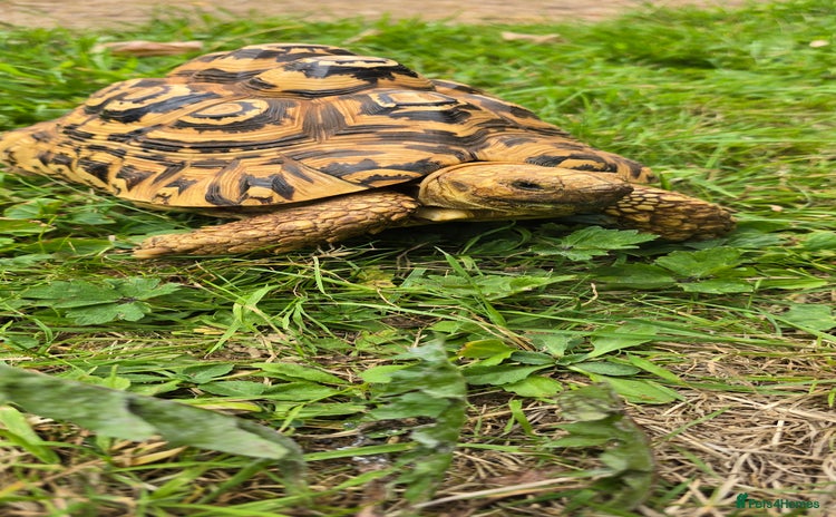 Tortoise reptiles - Advert 1