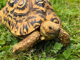 Tortoise reptiles - Advert 2
