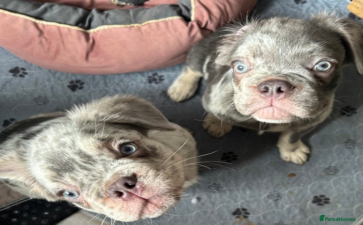 French Bulldog dogs in Rotherham - Advert 2
