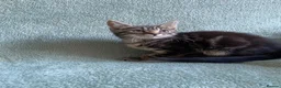 Mixed Breed cats for sale: BSH x boy kittens  - Advert 5