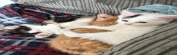 Mixed Breed cats for sale: Male kitten - Advert 7