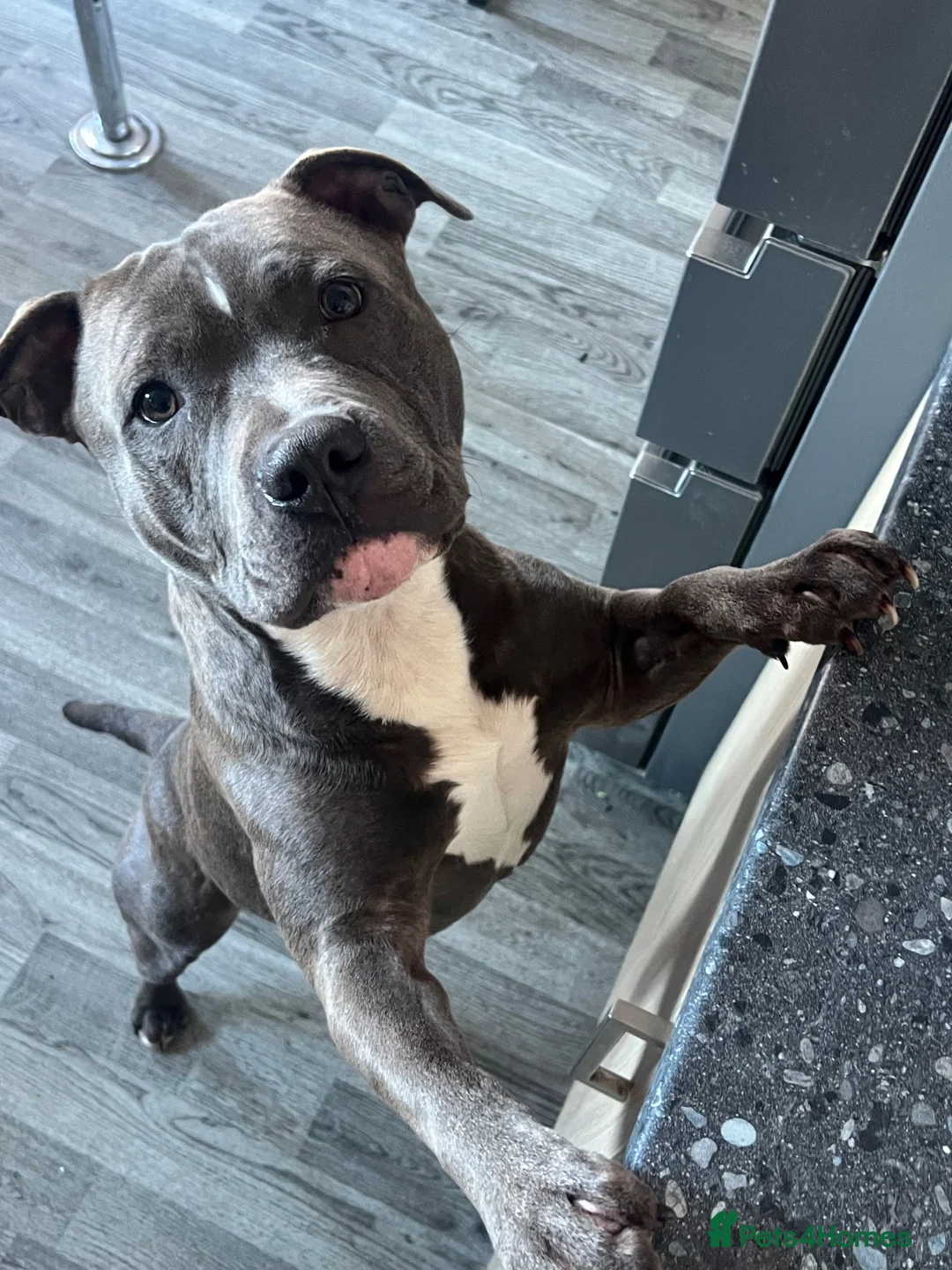 Staffordshire Bull Terrier dogs for sale: 21 Month Old Blue Staff in Deeside - Advert 10