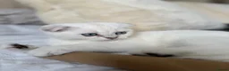 Scottish Fold cats for sale: Silver chinchilla Scottish folds  - Advert 11