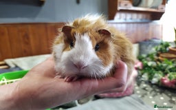 Guinea Pig rodents for sale: Five gorgeous male guinea pigs different breeds in Milnthorpe - Image 21
