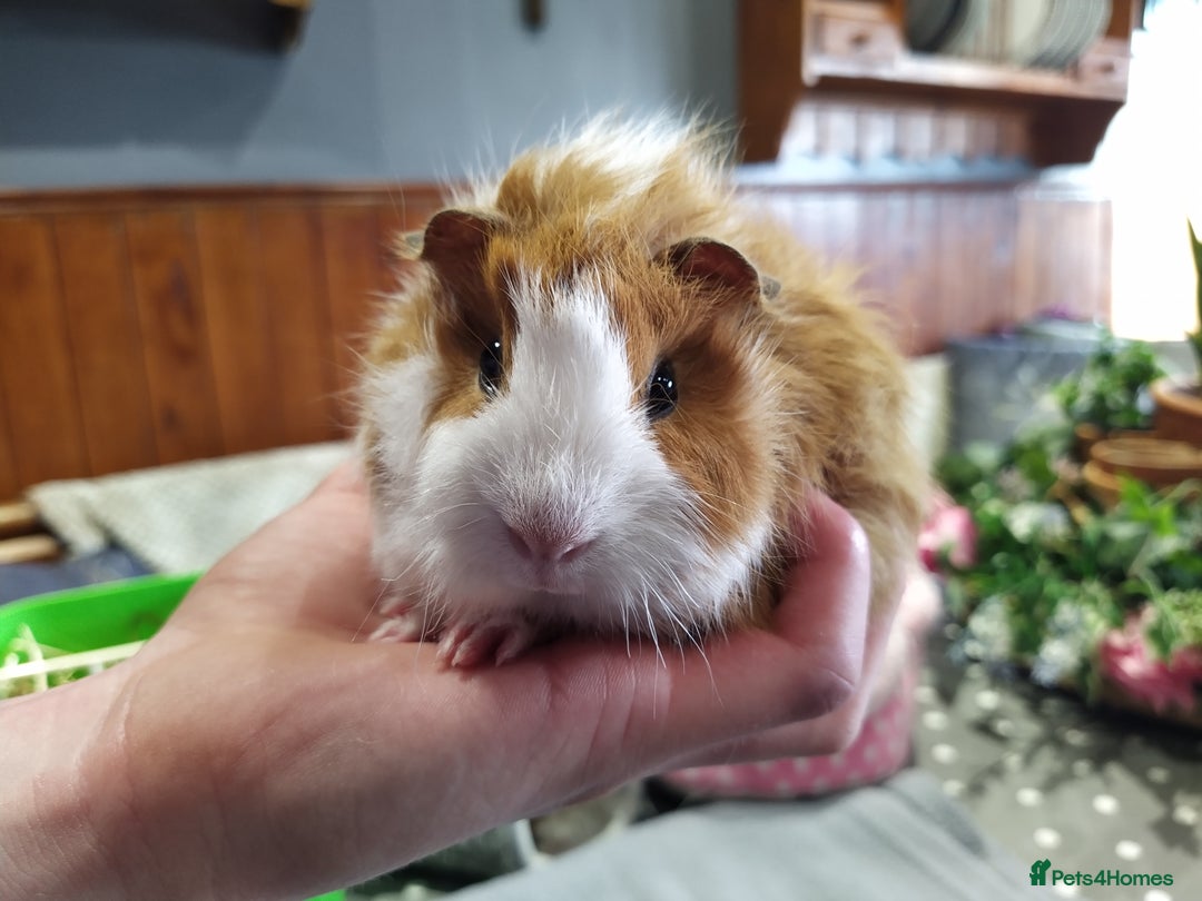 Guinea Pig rodents for sale: Five gorgeous male guinea pigs different breeds in Milnthorpe - Image 21