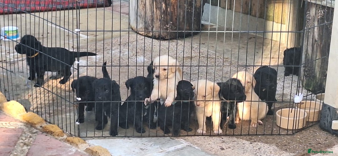 Australian Labradoodle dogs for sale: Miniture labradoodle puppies available  - Image 18