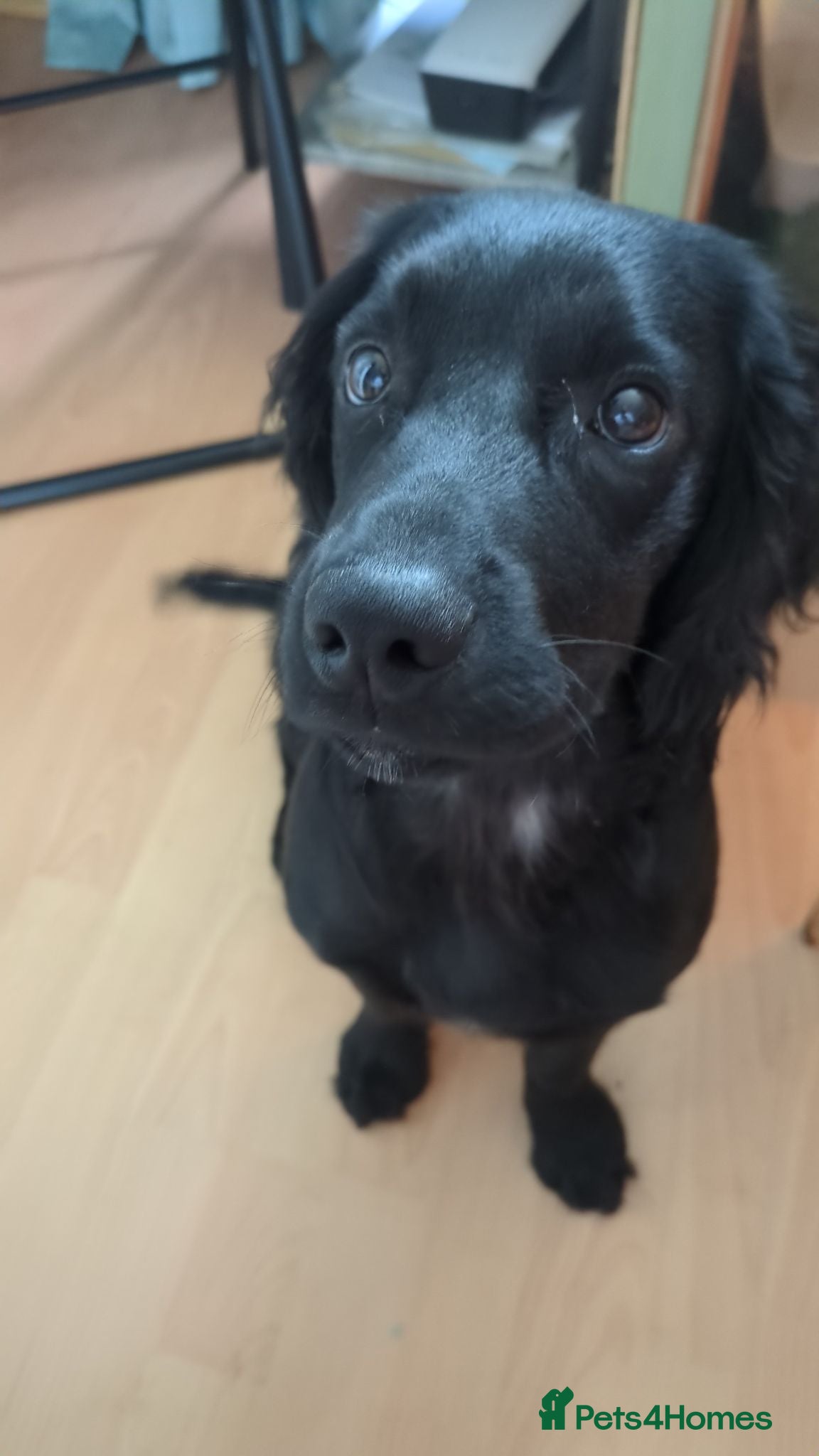 Cocker Spaniel dogs 6 month old cocker - Advert 4