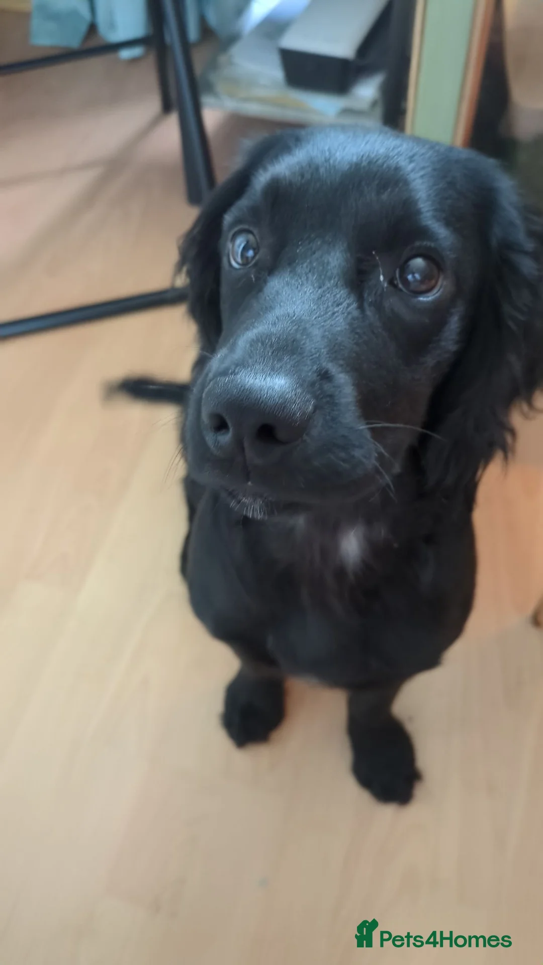 Cocker Spaniel dogs for sale: 6 month old cocker in Newport - Advert 1
