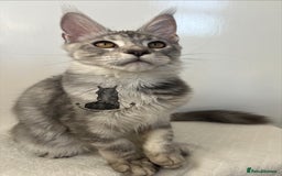 Maine Coon cats for sale: TICA Maine Coon male boy black smoke ready XXL cat - Advert 1