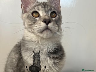 Maine Coon cats TICA Maine Coon male boy black smoke ready XXL cat - Advert 1