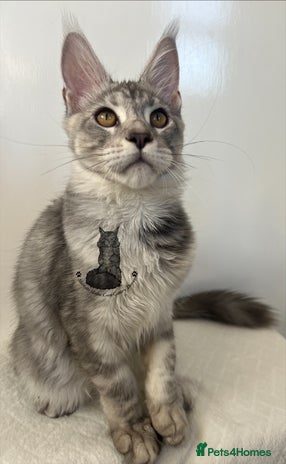 Maine Coon cats TICA Maine Coon male boy black smoke ready XXL cat - Advert 2