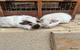 Guinea Pig rodents for sale: Guinea pig boys teddy & funky - Image 3
