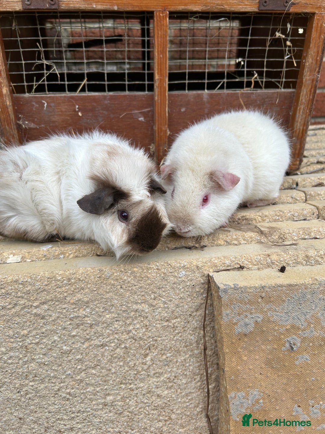 Guinea Pig rodents for sale: Guinea pig boys teddy & funky - Image 3