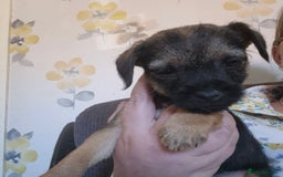 Border Terrier dogs for sale: 5 kc registered border pups  - Image 3
