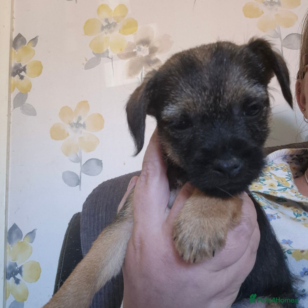 Border Terrier dogs for sale: 5 kc registered border pups  - Image 3