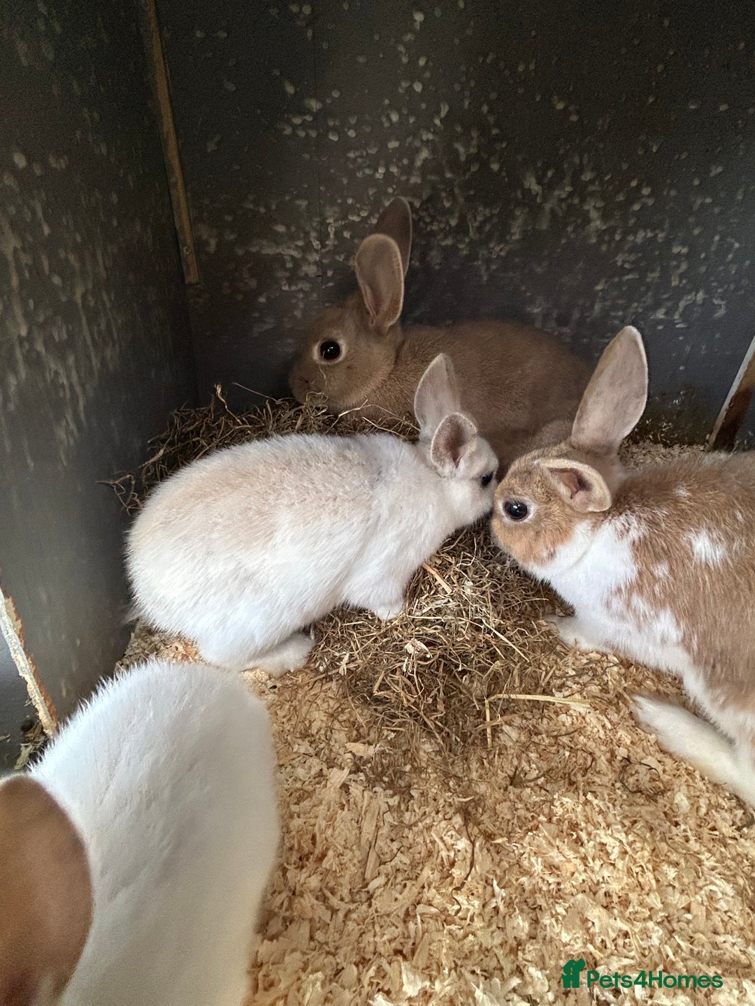 Mixed Breed rabbits for sale: 10 week old rabbits  - Advert 7
