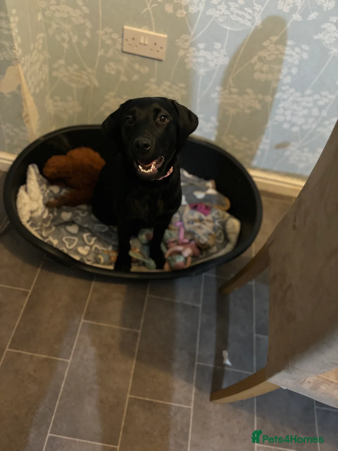 Labrador Retriever dogs for sale: Beautiful black Labrador - 2 years old  - Advert 7