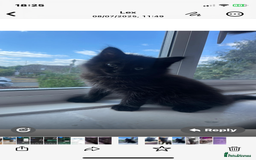 Mixed Breed cats for sale: Main coon x British shorthair  - Image 2