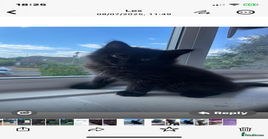 Mixed Breed cats - Advert 15