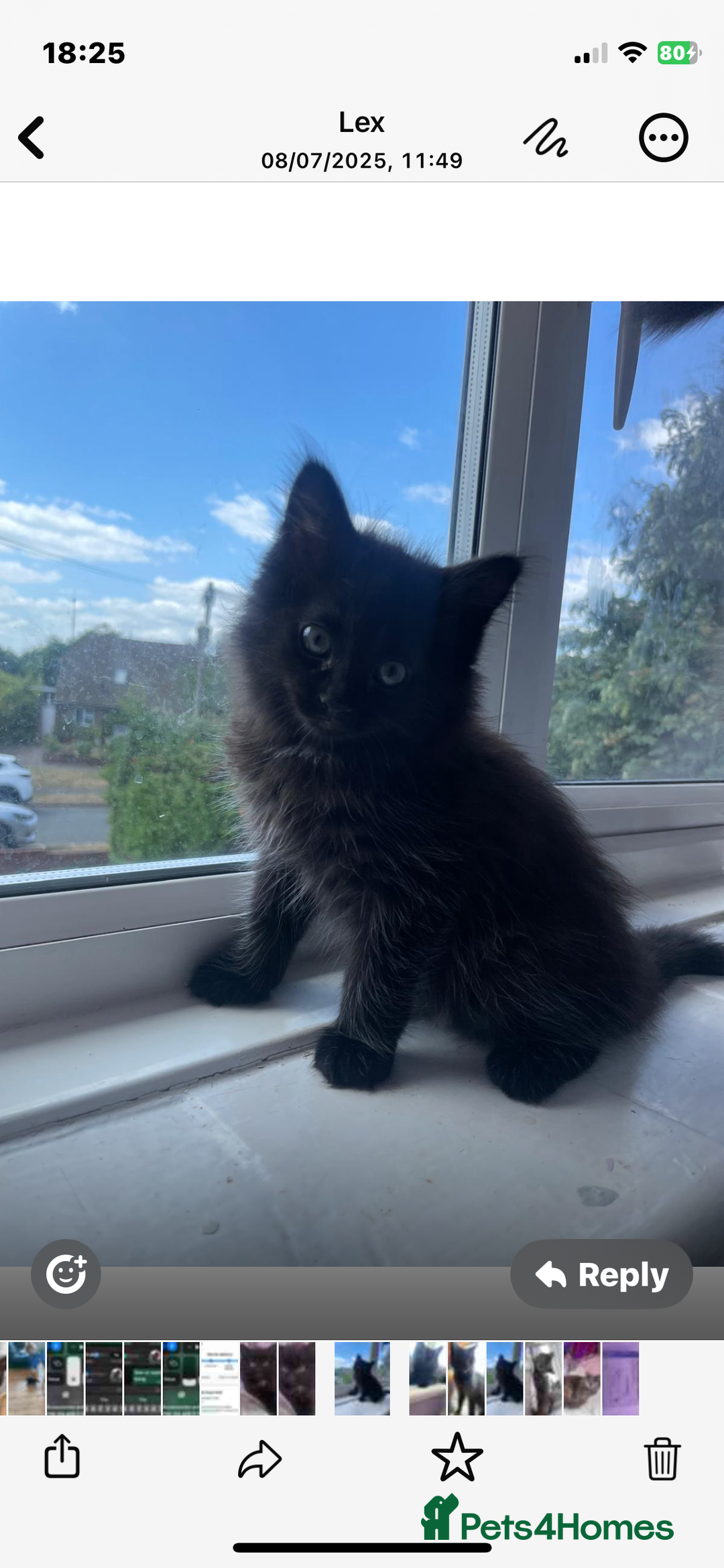 Mixed Breed cats for sale: Main coon x British shorthair  - Image 2