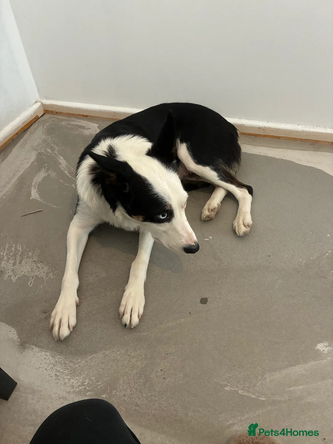 Border Collie dogs for sale: Border collie puppies  - Advert 1