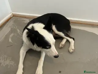 Border Collie dogs Border collie puppies - Advert 11