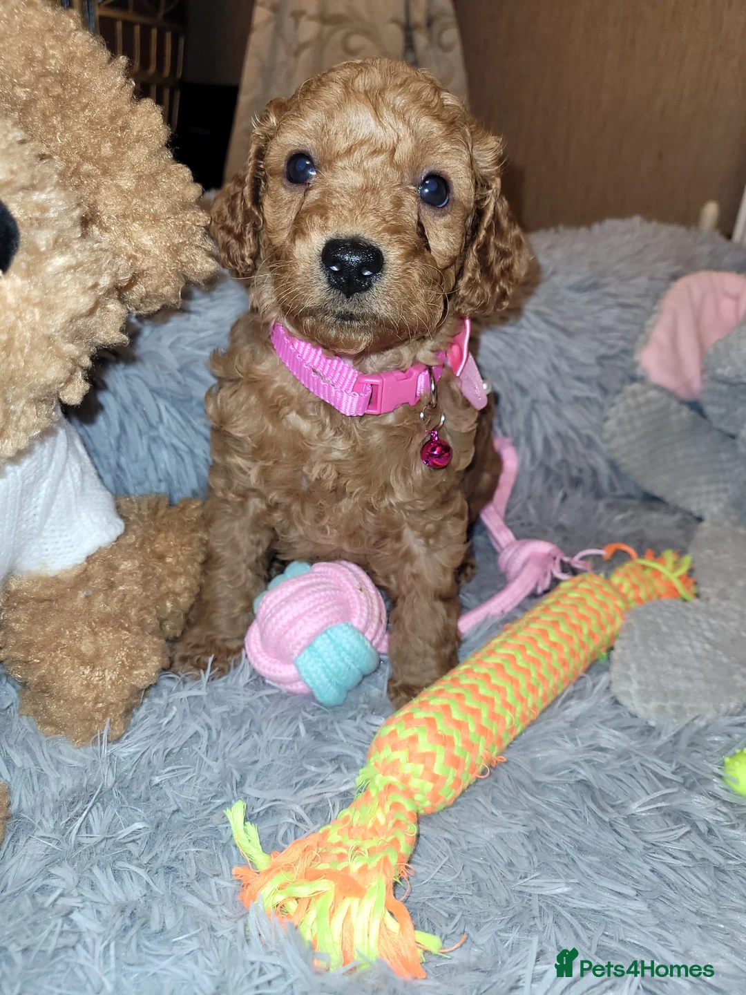 Cockapoo dogs for sale: Cockapoo puppies - Advert 10