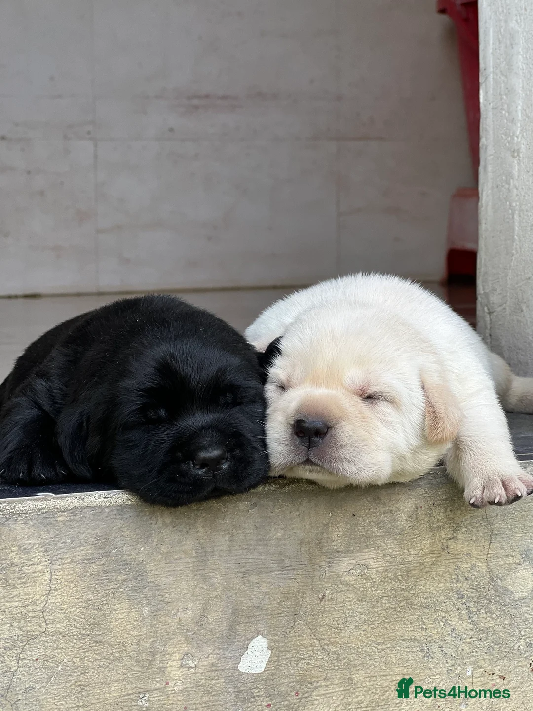 Labrador Retriever dogs for sale: Stunning Labrador Puppies . - Advert 1