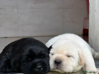 Labrador Retriever dogs Stunning Labrador Puppies . - Advert 2