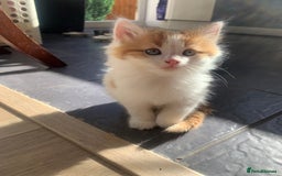 Mixed Breed cats for sale: Two girls and a boy Kuril bobtail mix - Image 10