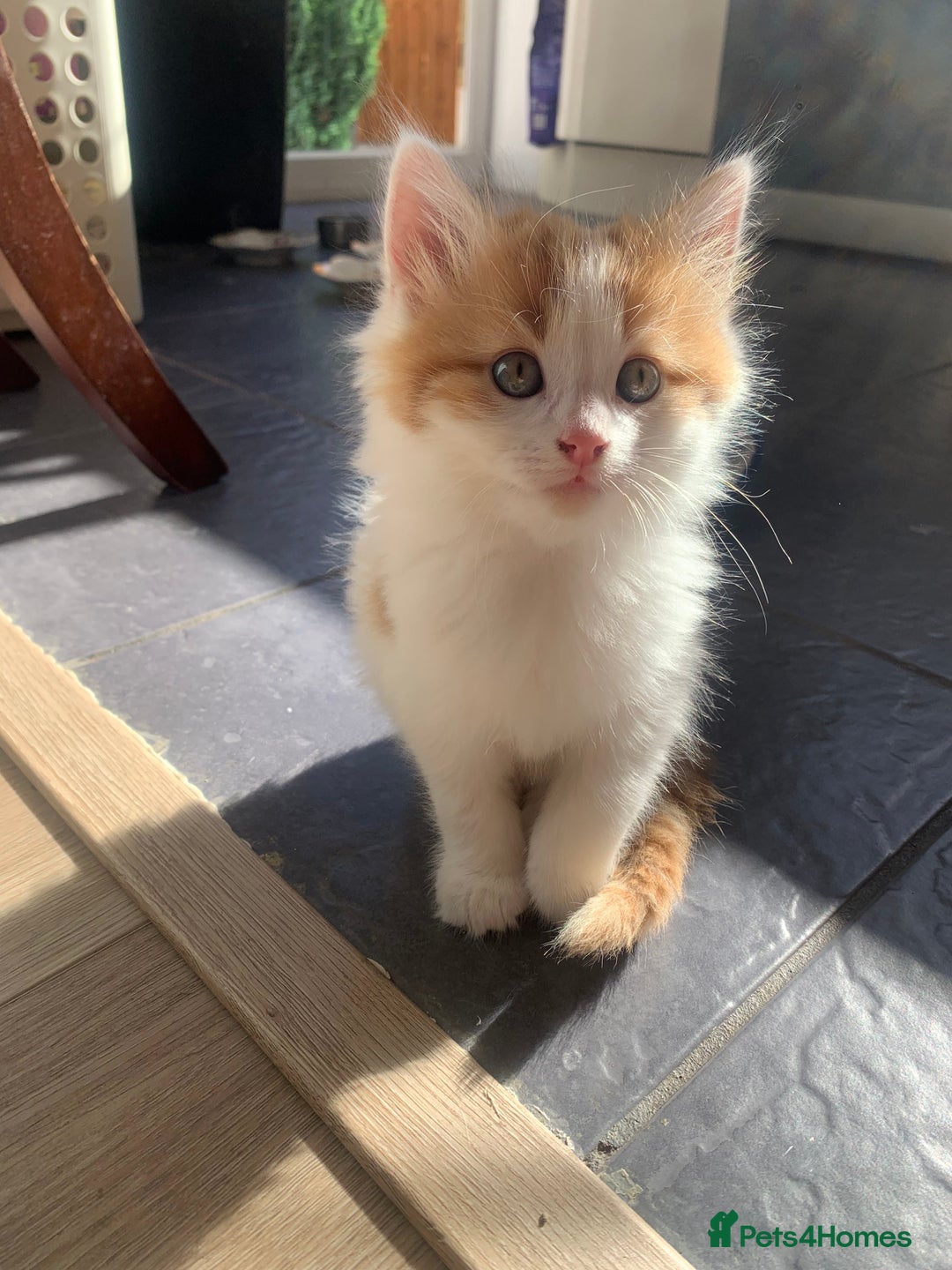 Mixed Breed cats for sale: Two girls and a boy Kuril bobtail mix - Image 10