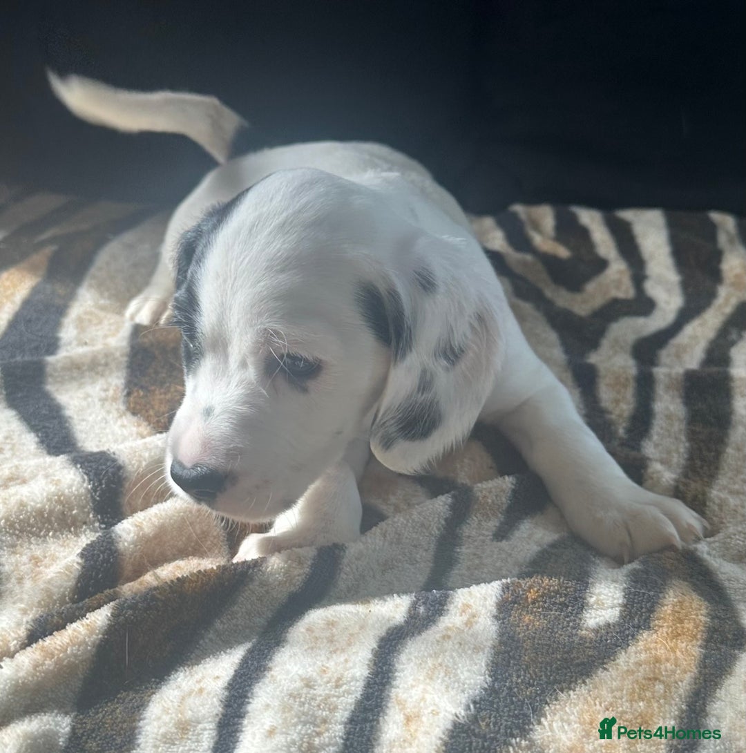 Mixed Breed dogs for sale: Patterdale X cocker spaniel  - Image 10