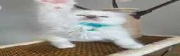 Ragdoll cats for sale: Registered Ragdoll kittens for sale - Advert 29
