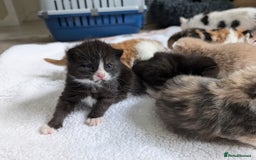 Mixed Breed cats for sale: Beautiful healthy kittens 😍😍 - Image 10