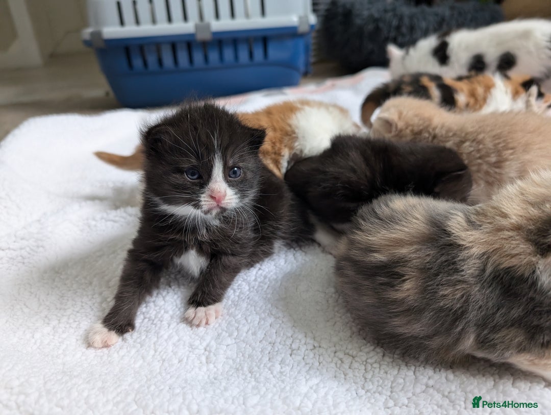 Mixed Breed cats for sale: Beautiful healthy kittens 😍😍 - Image 10