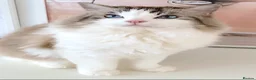 Ragdoll cats for sale: INDOOR GCCF REG 4 YEARS OLD RAGDOLL MALE CAT - Advert 19