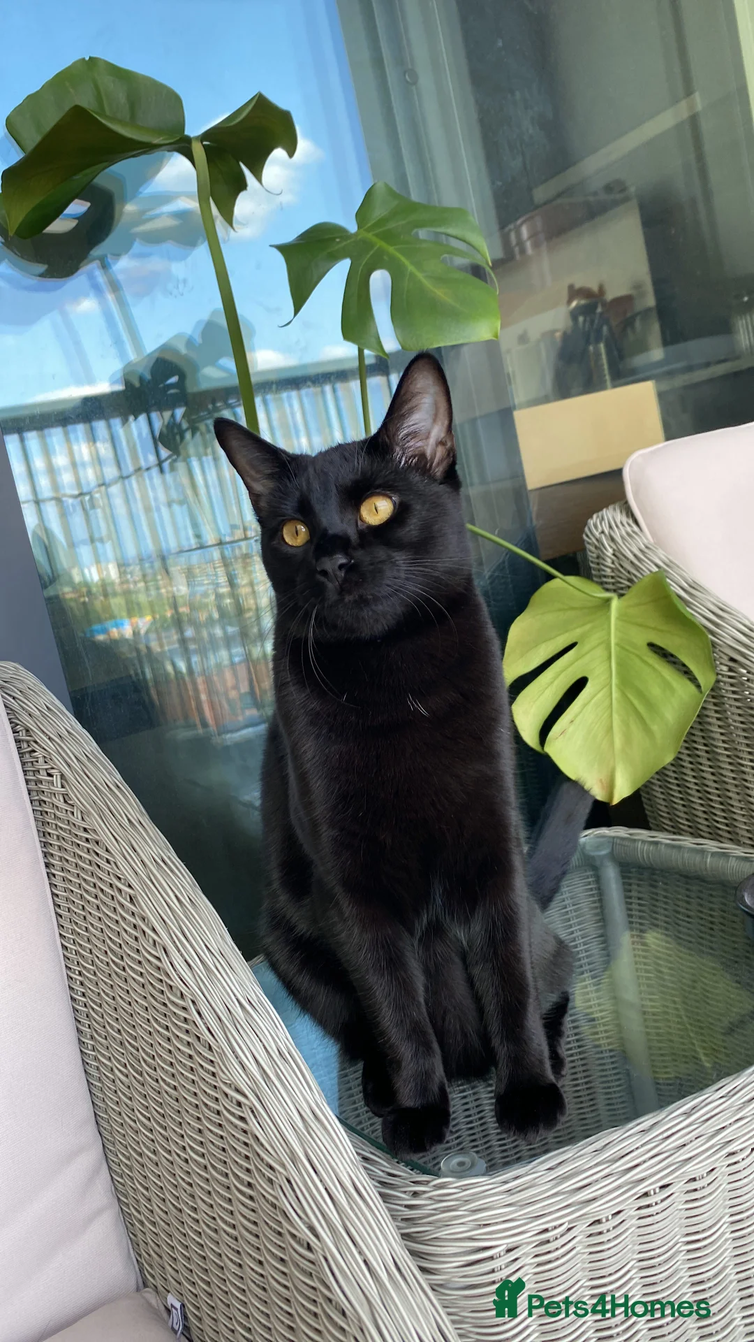 Mixed Breed cats for sale: Energetic Black Cat Looking for Active Loving Home - Advert 4