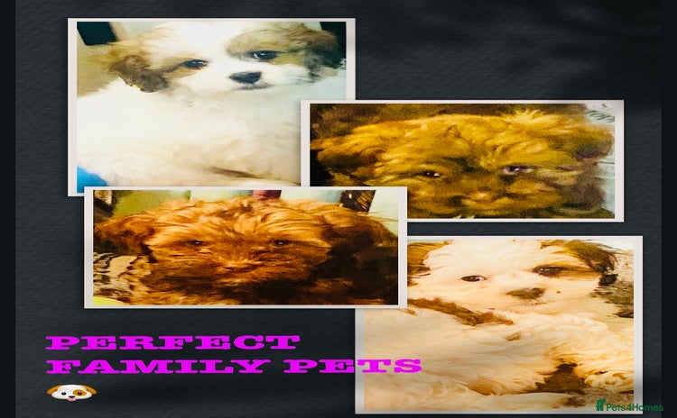 Malshi dogs - Advert 5