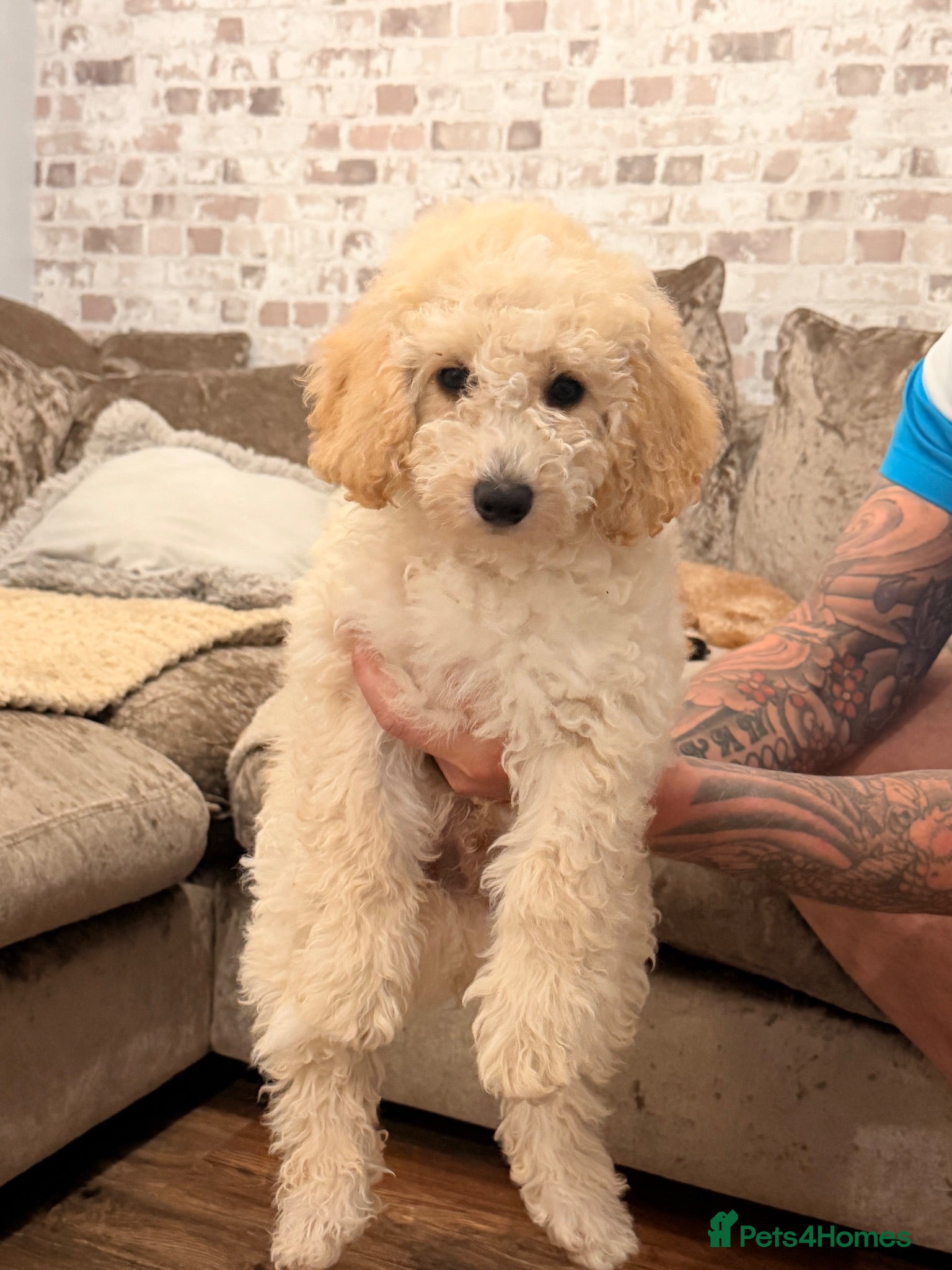Cockapoo dogs Cockapoo puppies  - Advert 19