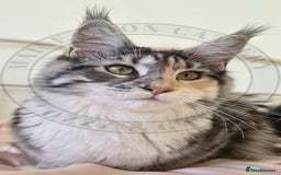 Maine Coon cats for sale: Pure Bred Maine Coon "Petite" - For Sale - Image 4