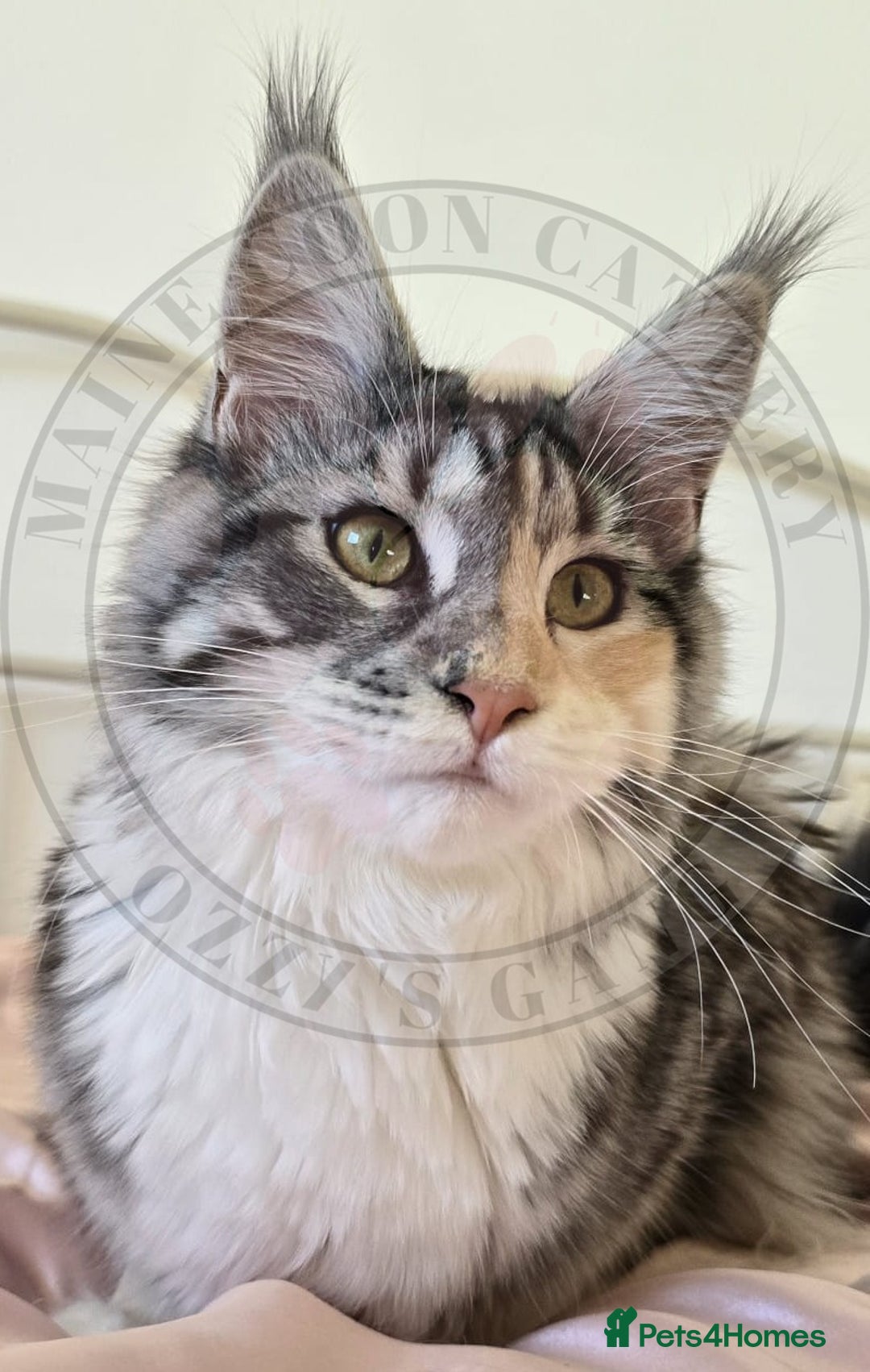 Maine Coon cats for sale: Pure Bred Maine Coon "Petite" - For Sale - Image 4