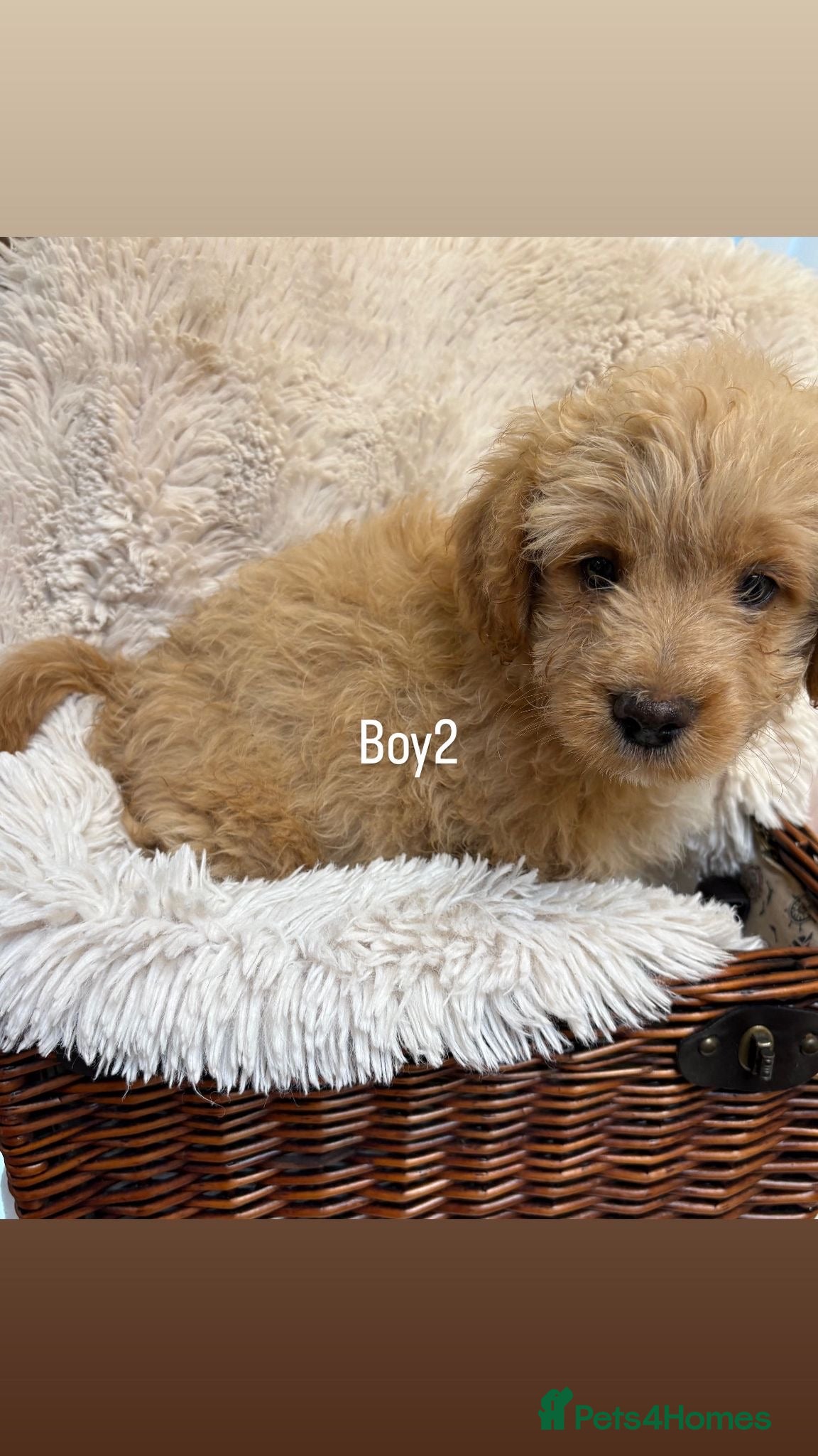 Mixed Breed dogs for sale: LAST 3 PUPS! Fluffy frenchies cross ready to leave - Advert 6