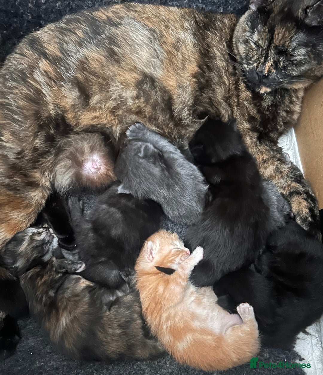 Maine Coon cats for sale: Maine coon x BSH babies  - Image 2