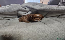 Cocker Spaniel dogs for sale: Beautiful cocker spaniel puppies - Image 13