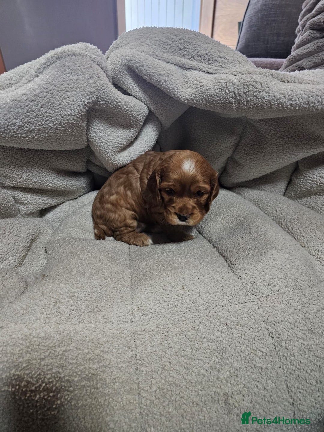Cocker Spaniel dogs for sale: Beautiful cocker spaniel puppies - Image 13
