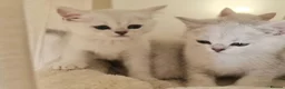 British Shorthair cats for sale: BRITISH SHORTHAIR KITTEN BLUE EYES  - Advert 37