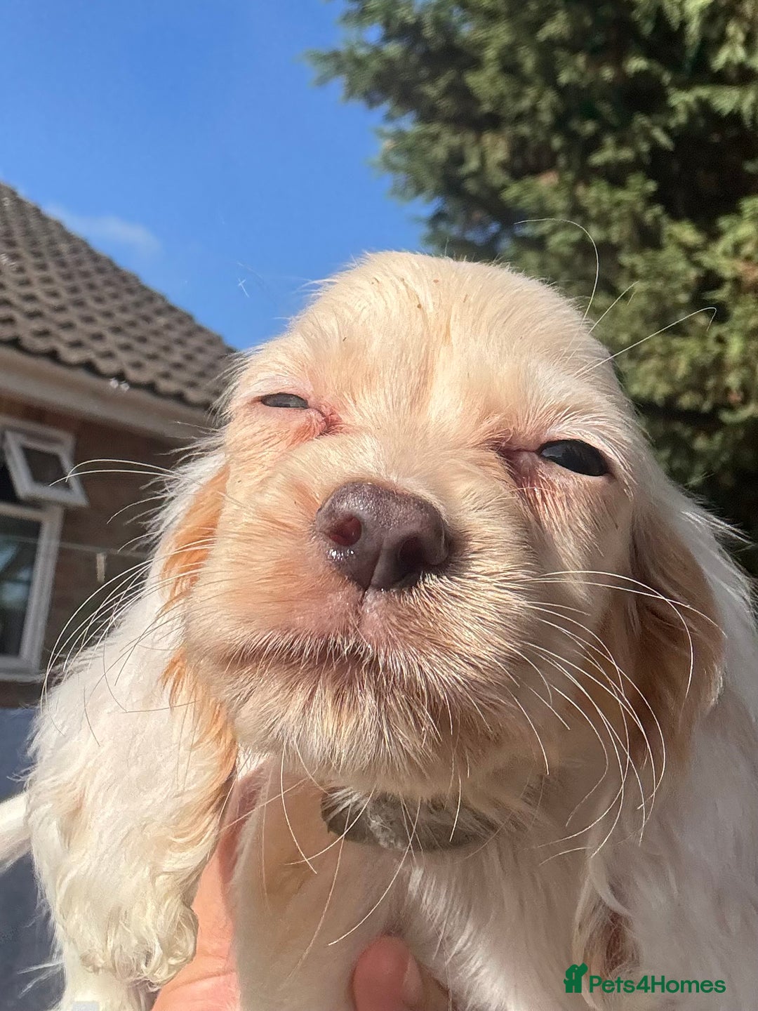 Cocker Spaniel dogs for sale: Cocker Spaniel Puppies (10 weeks - Ready to go) - Image 3