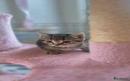 Bengal cats for sale: Beautiful Female Kittens - Image 12